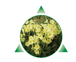 ATON Schlüsselblume Spray 20ml