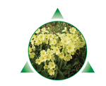 ATON Schlüsselblume Spray 20ml / Bild 1